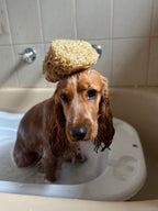 Natural Grass Sea Sponge - Aqua Zoi