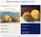 Wild Grass Sponge - COMING SOON - Aqua Zoi